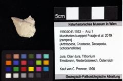 Foto (Objket + Etiketten) von Goniodromites bidentatus (Reuss, 1858) 